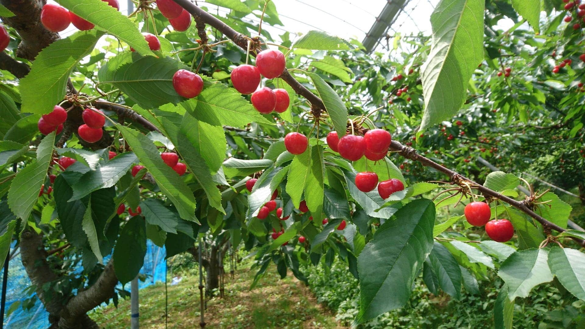 長沼果樹園